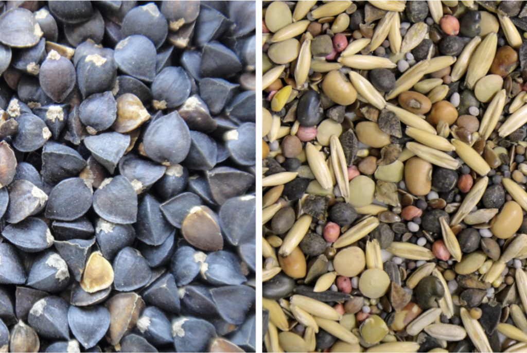 Cover crop seed mixes